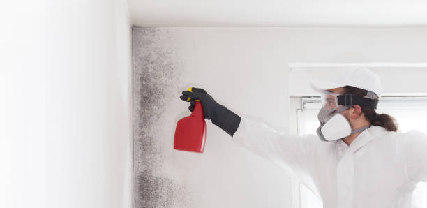 Best Black Mold Remediation in Fruitland, NC