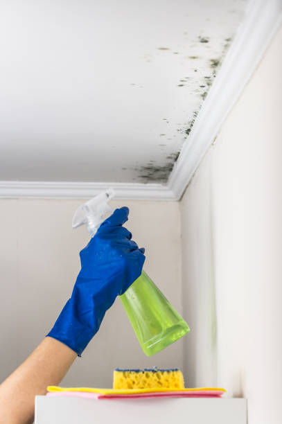 Best Mold Remediation for Specific Building Types in Fruitland, NC